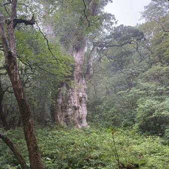 縄文杉（鹿児島） | YAMAP / ヤマップ