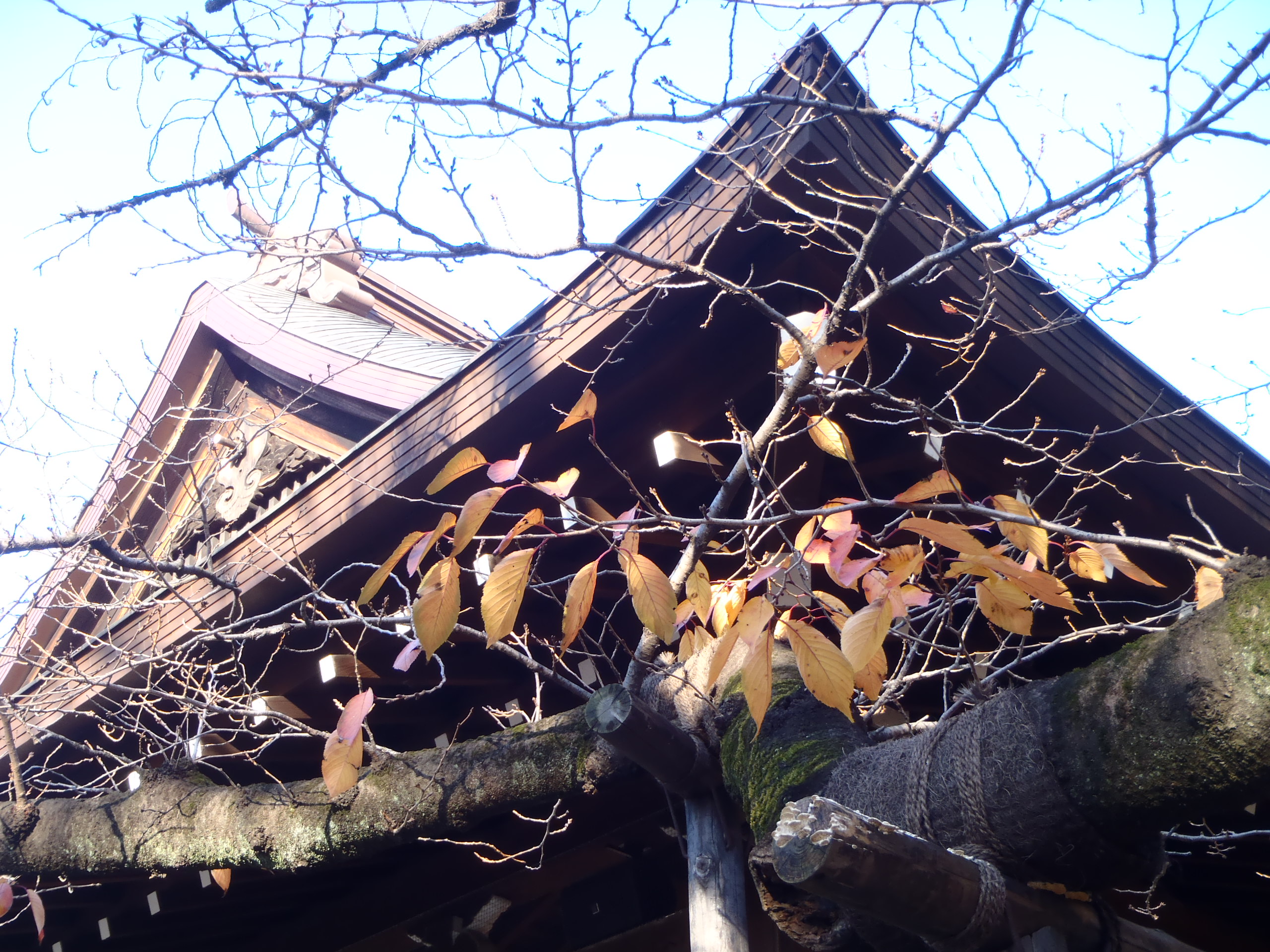 東京紅葉散歩 ゆかちゃんさんの東京都23区 中央エリアの活動日記 Yamap ヤマップ