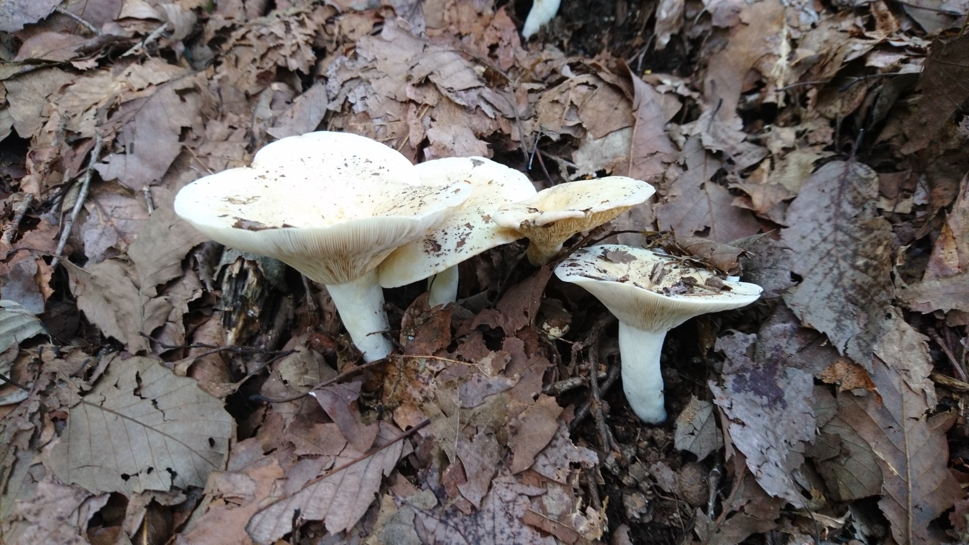 晴れそうで晴れない 隔靴掻痒の日向山 まっするさんの八ヶ岳 赤岳 硫黄岳 天狗岳 の活動日記 Yamap ヤマップ