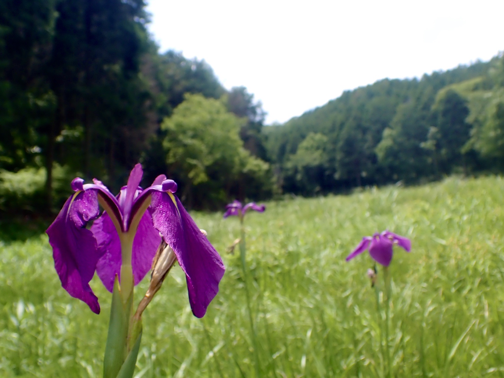 ひとりでさがすもん きみちゃんさんの福崎町 加西市 姫路市北部の活動日記 Yamap ヤマップ