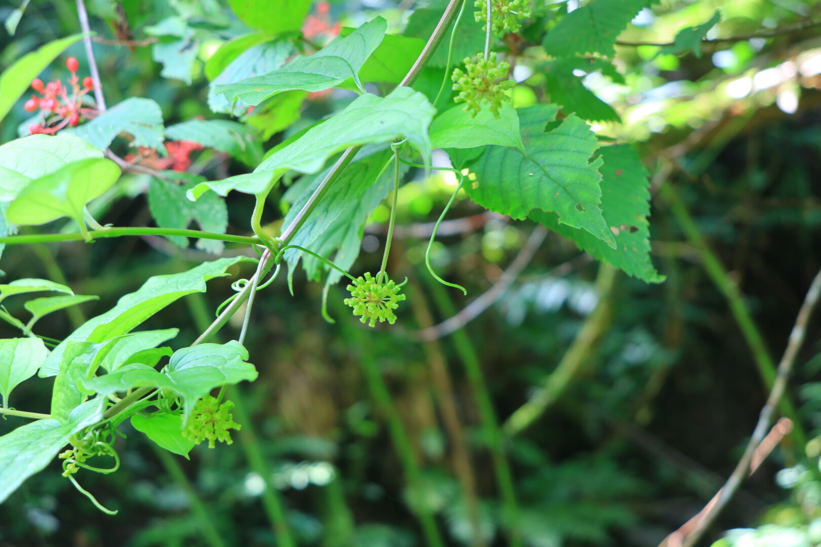細川ガラシャ夫人隠棲地を訪ねて 女城 味土野大滝 Hiroさんの金剛童子山の活動日記 Yamap ヤマップ