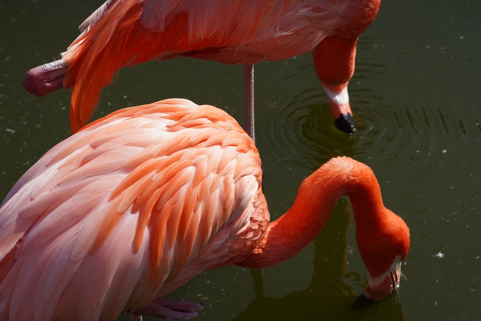 海の中道海浜公園チャリの旅 11 08 ミスターぽぽさんの志賀島 潮見山の活動日記 Yamap ヤマップ