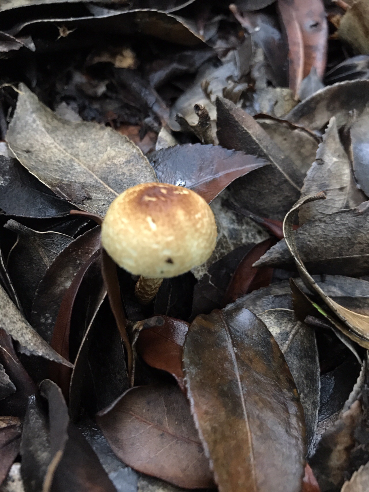谷上山 愛媛森林公園 きのこ探訪 19 08 25 元気うさぎさんの谷上山の活動日記 Yamap ヤマップ