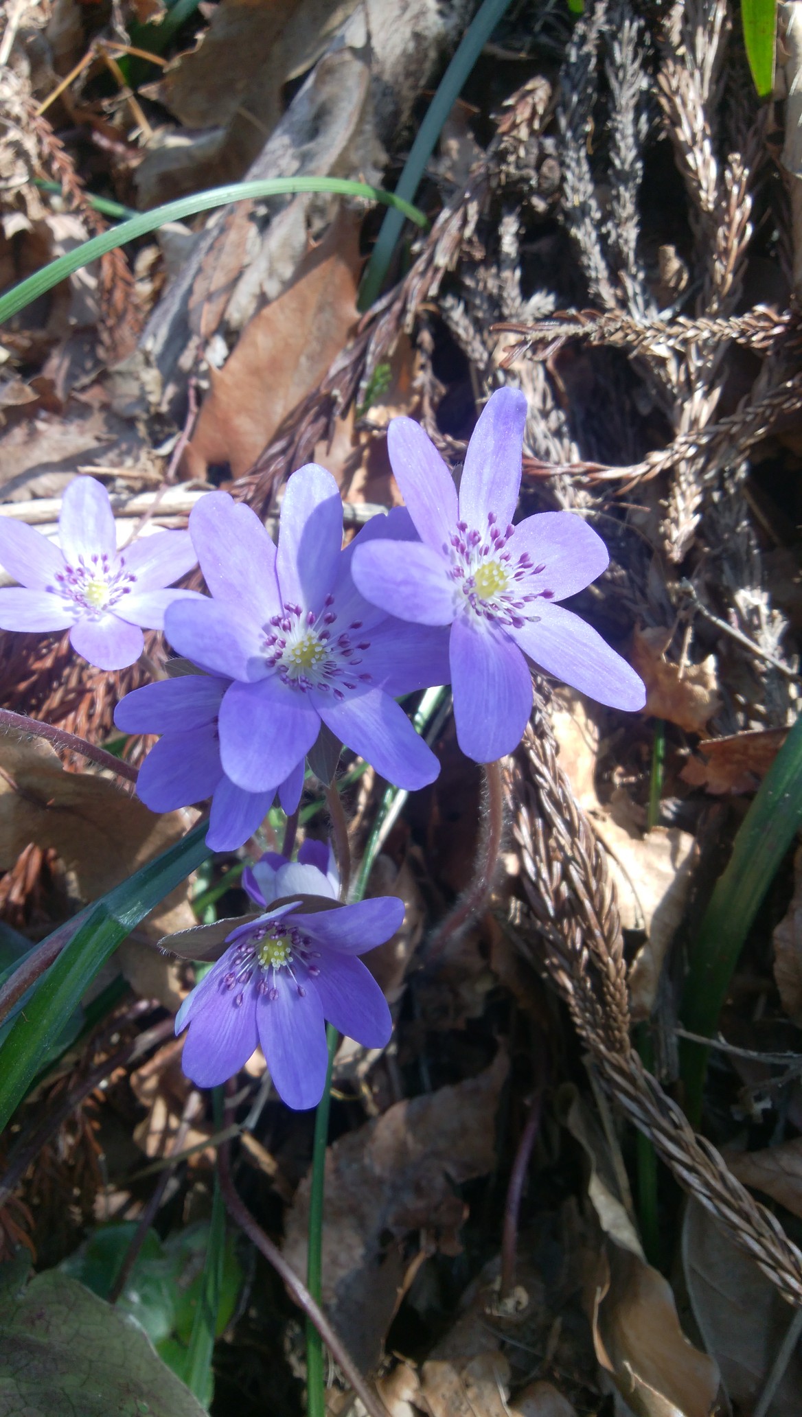 角田山 花めぐり 03 09 Oちゃんさんの角田山の活動データ Yamap ヤマップ