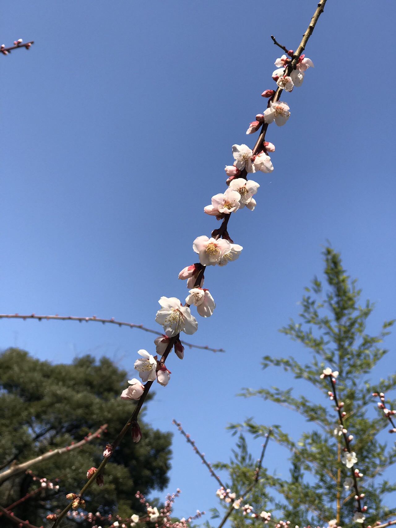野花梅渓めぐり としさんの三徳山 投入堂の活動日記 Yamap ヤマップ