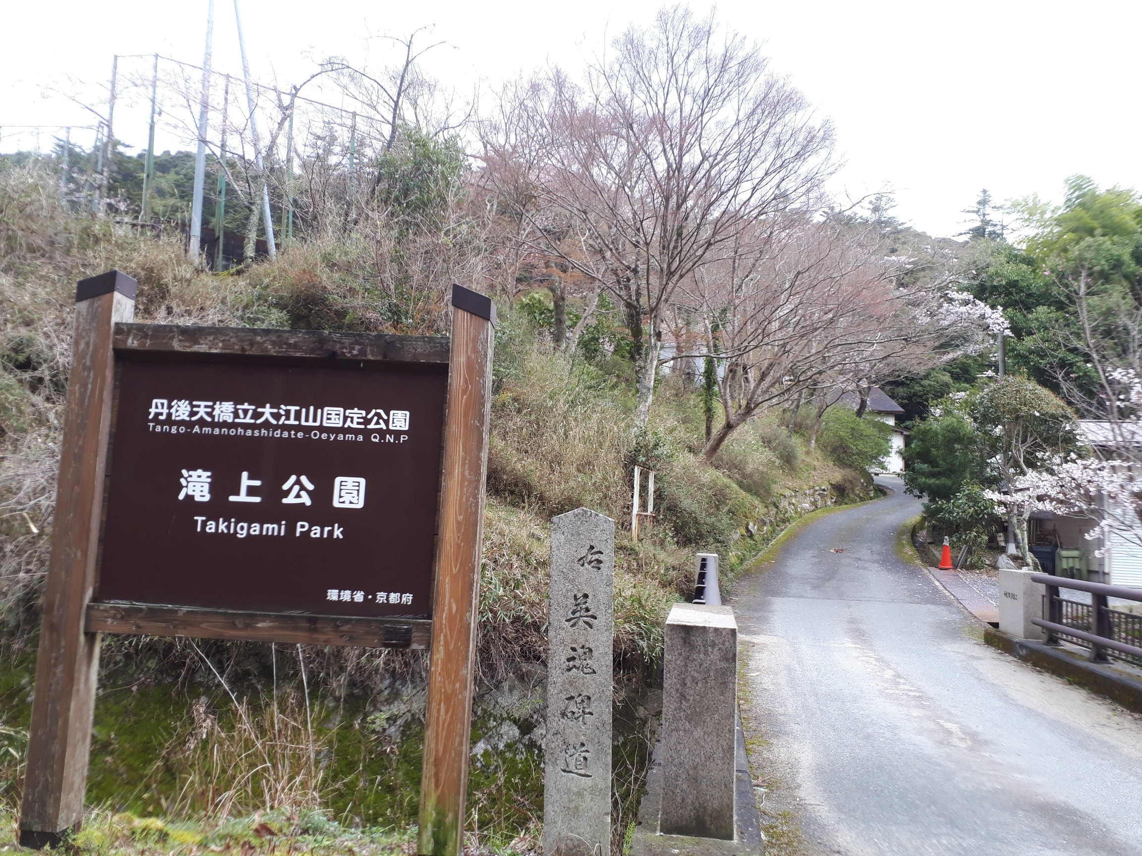 天橋立トレイル 残念雨模様 なので下見ということで 03 29 かめきちさんの天橋立トレイルの活動日記 Yamap ヤマップ