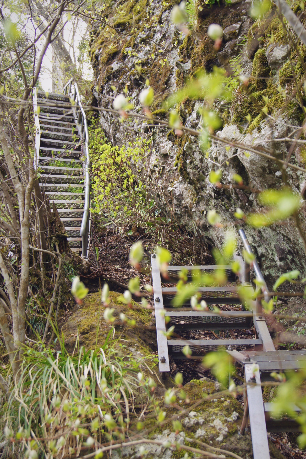 アスレチックマウンテン 青葉山 京都府 福井県 19 04 28 ひろっピーさんの青葉山の活動データ Yamap ヤマップ