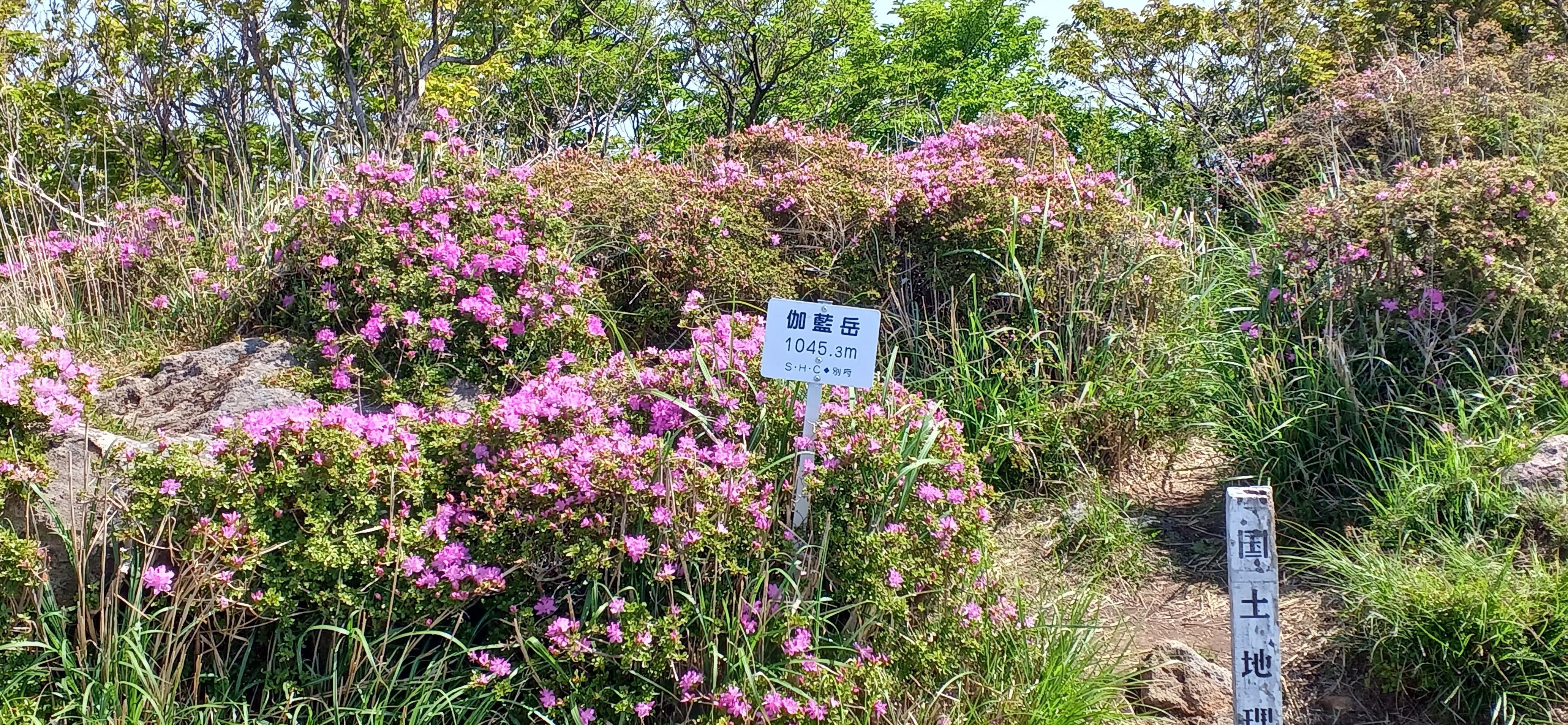 ケインコスリスギ 41mS4v69I2L.jpg_BO30,255,255,