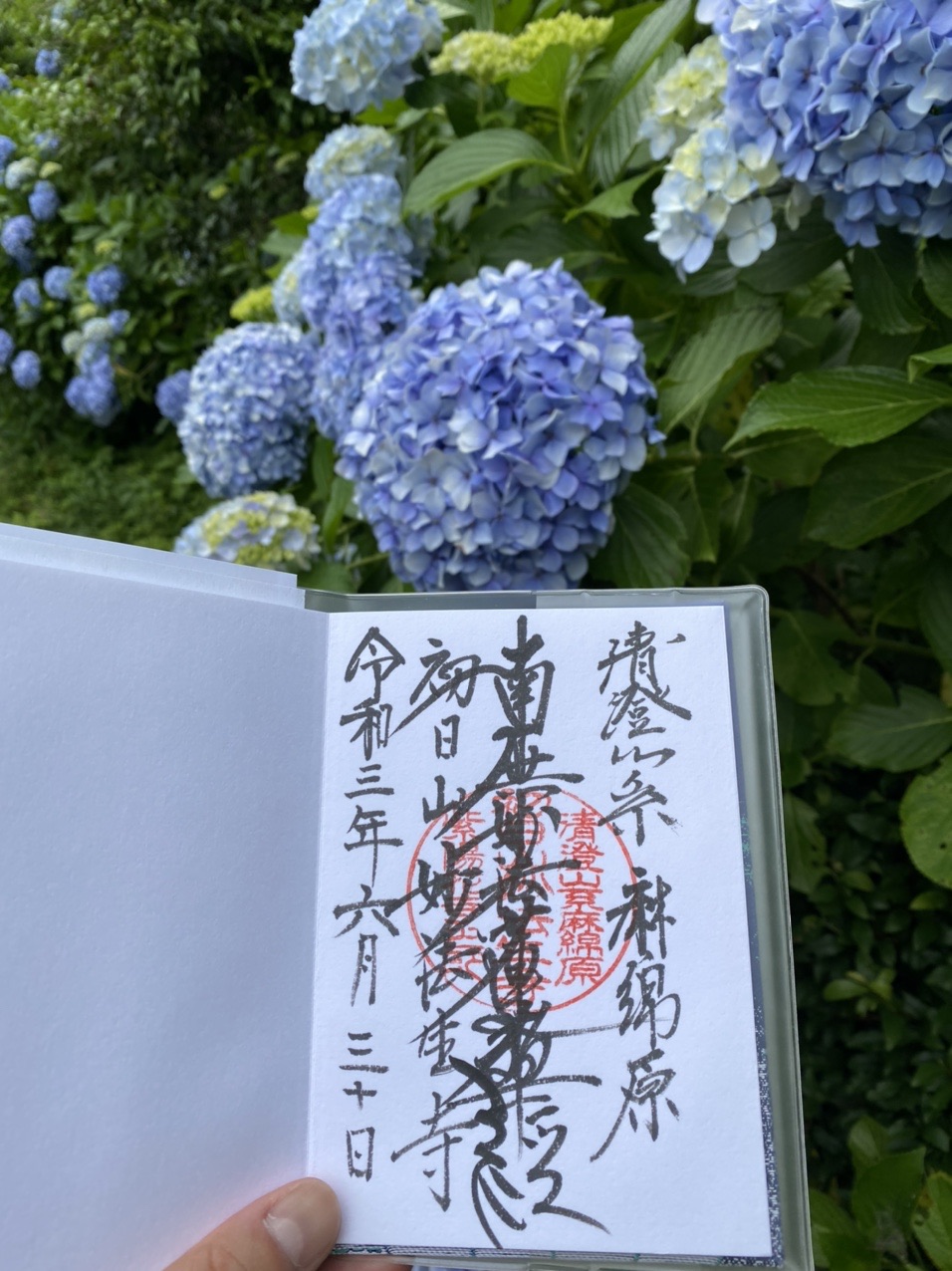 ２万株の紫陽花を求めて 麻綿原高原ゆる散歩 おっしーさんの元清澄山 三石山の活動日記 Yamap ヤマップ