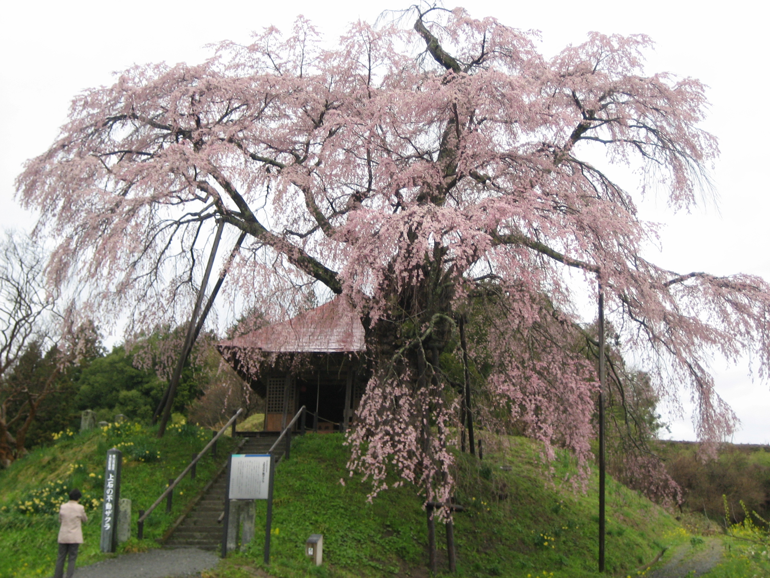 これまで訪れた全国の 桜 名所 を整理してみました わたりろ さんの姫路市 龍野市の活動日記 Yamap ヤマップ