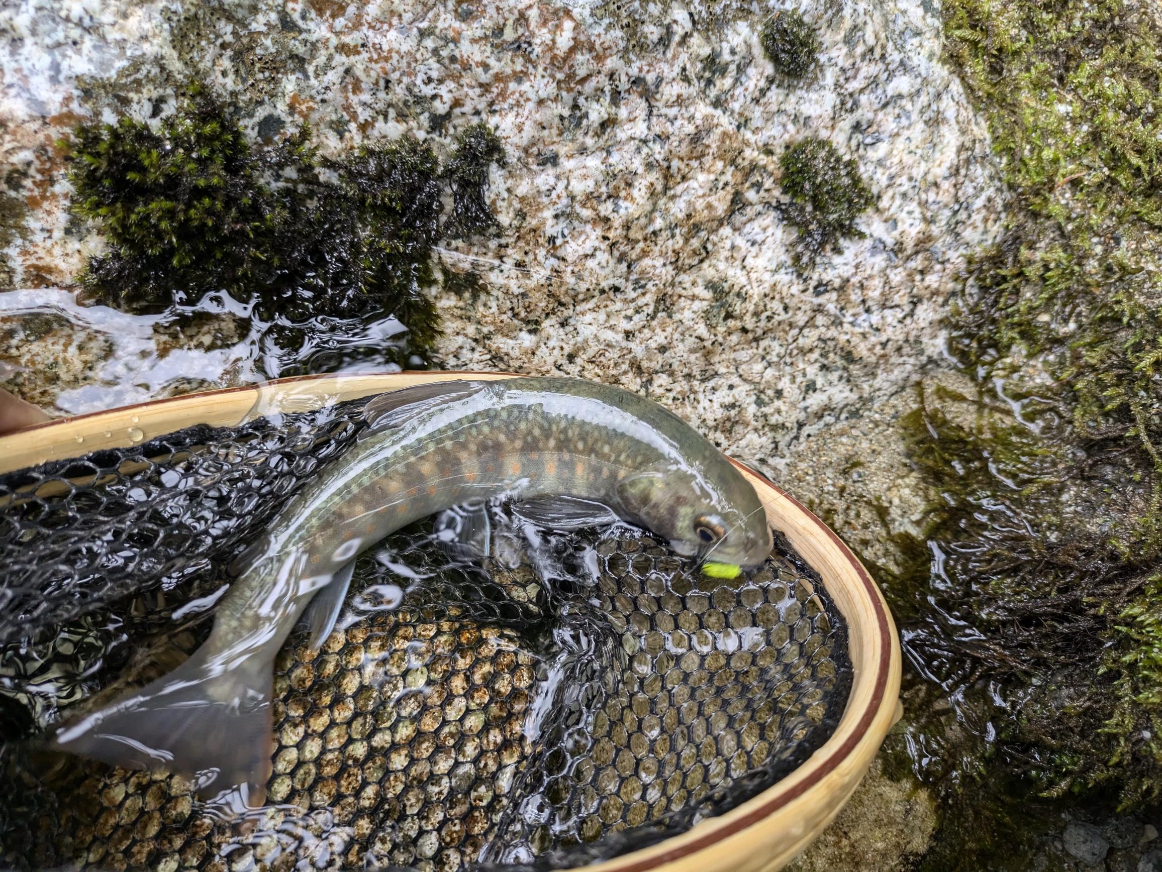 ▽希少 渓流釣り 5冊セット みちのく源流行 源流の岩魚釣り 関東南部の溪流