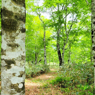 一般社団法人オグナの森の守人