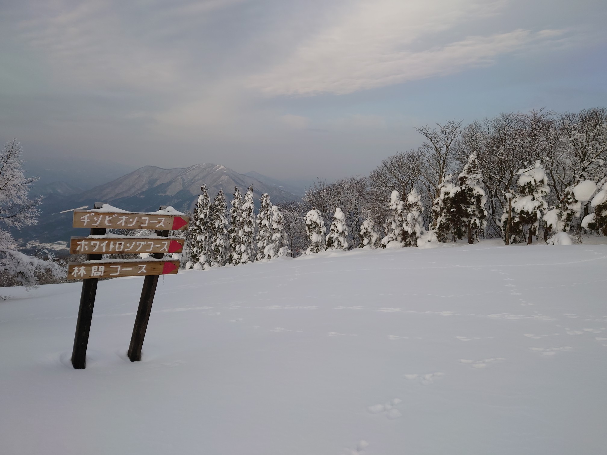 花見山セルフスキー場おーぷん アルヘナさんの花見山の活動データ Yamap ヤマップ