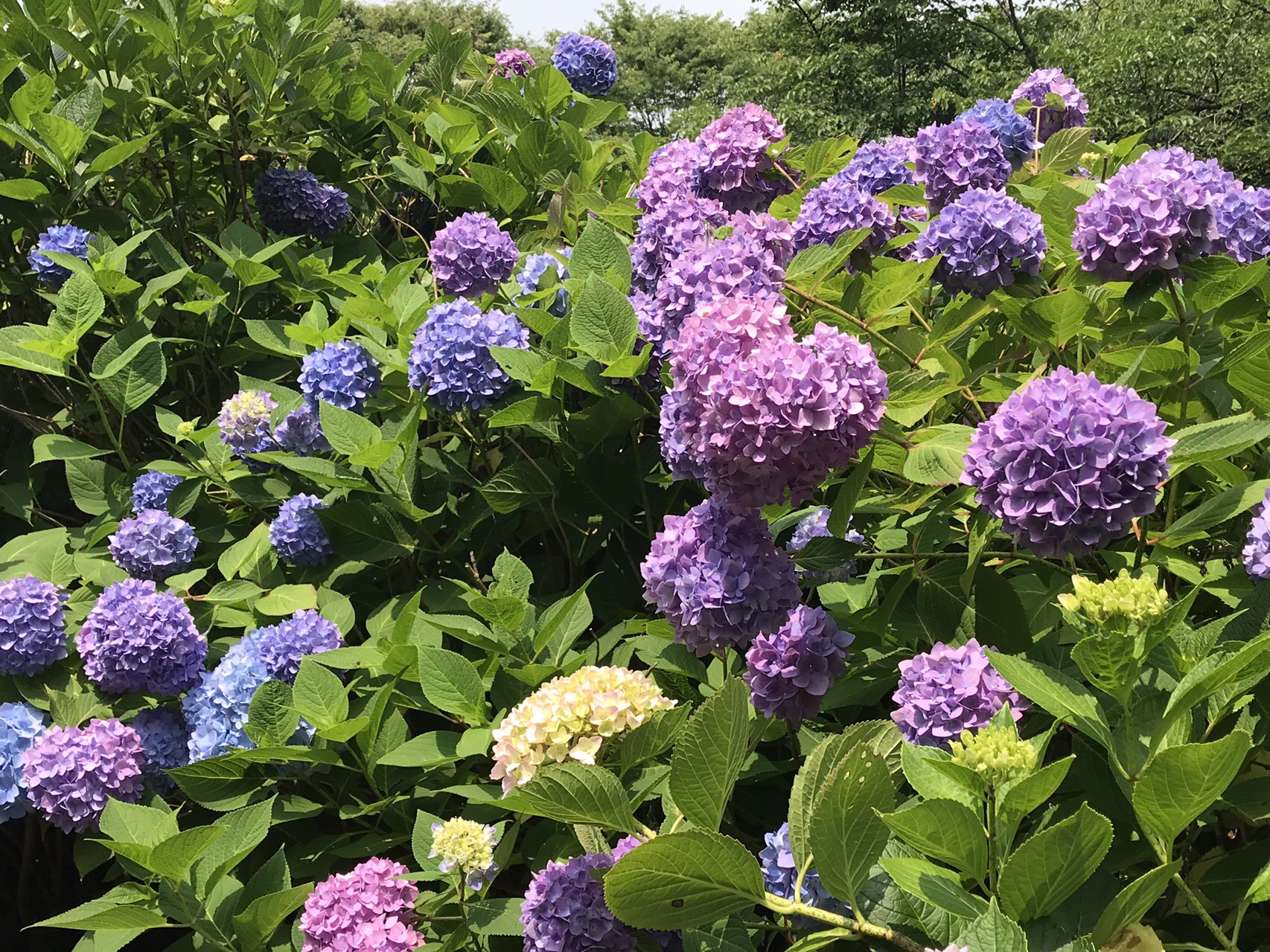 生駒山 紫陽花を見に 19 06 Miyakoさんの生駒山 神津嶽 大原山の活動データ Yamap ヤマップ