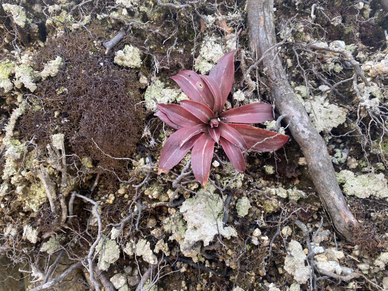 春の花たち鎌ヶ岳 入道ヶ岳 鎌ヶ岳 仙ヶ岳の写真19枚目 これなんの草だろ どうもショウジョウバカ Yamap ヤマップ