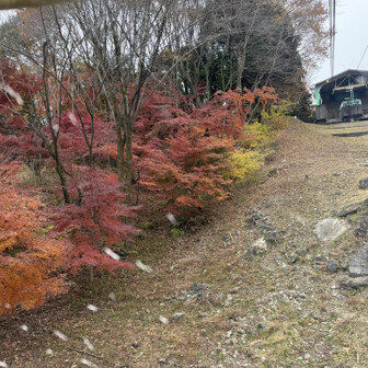 下りのロープウェイ車窓からの
紅葉🍁🍁