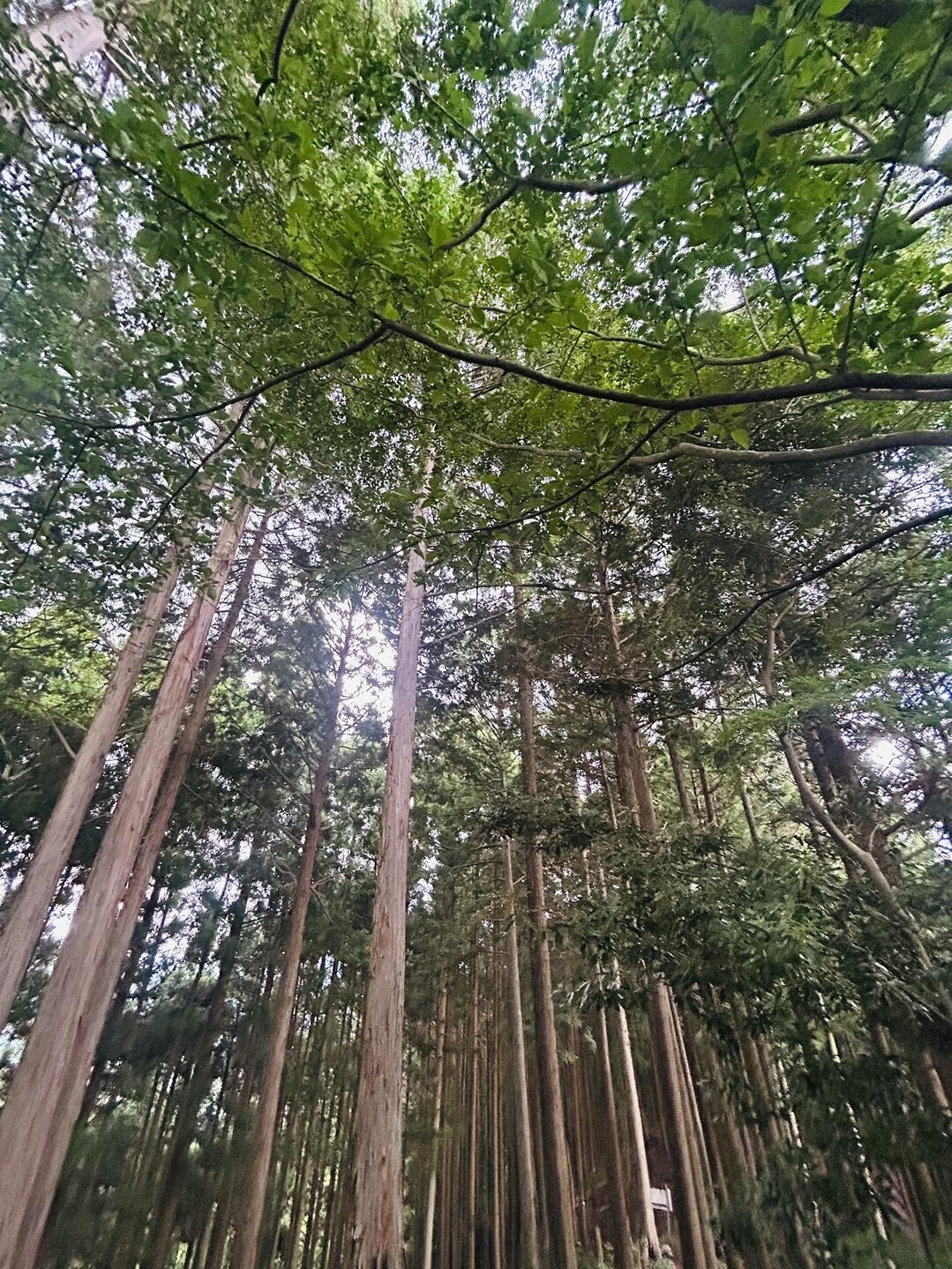 神野山 / なすびさんの神野山の活動データ YAMAP / ヤマップ