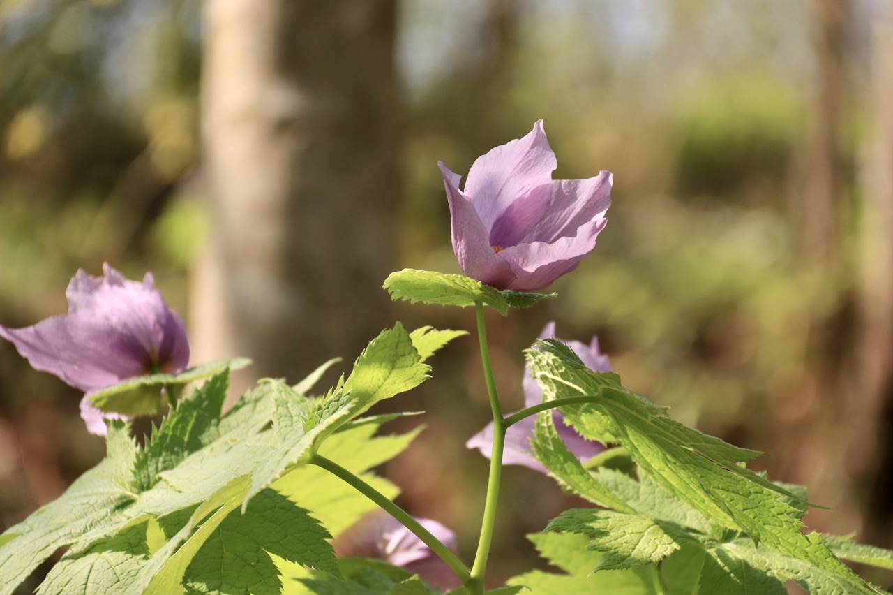 シラネアオイの花言葉は優美 ハツカネズミさんの長岡市 中央エリア の活動データ Yamap ヤマップ