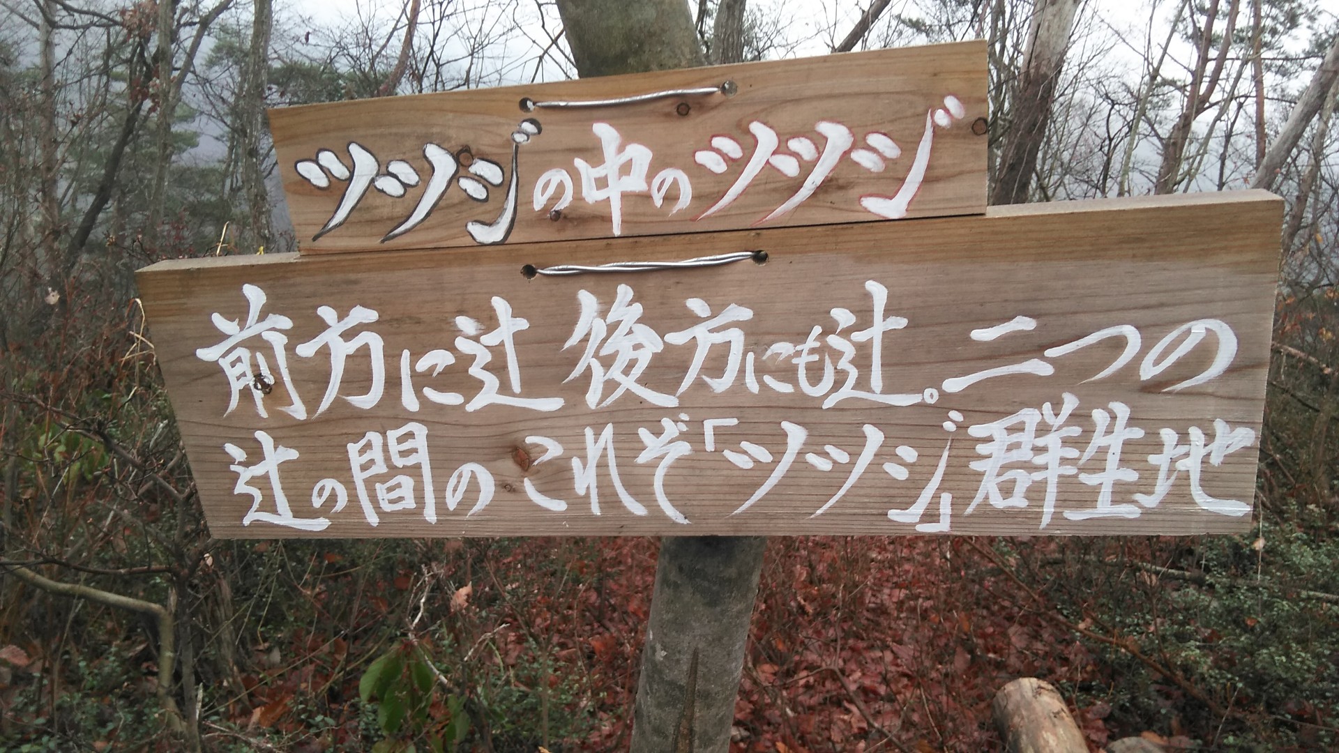 冬の山形 大岡山 パクチーさんのご案内で満喫 Ippei1110さんの大岡山の活動データ Yamap ヤマップ