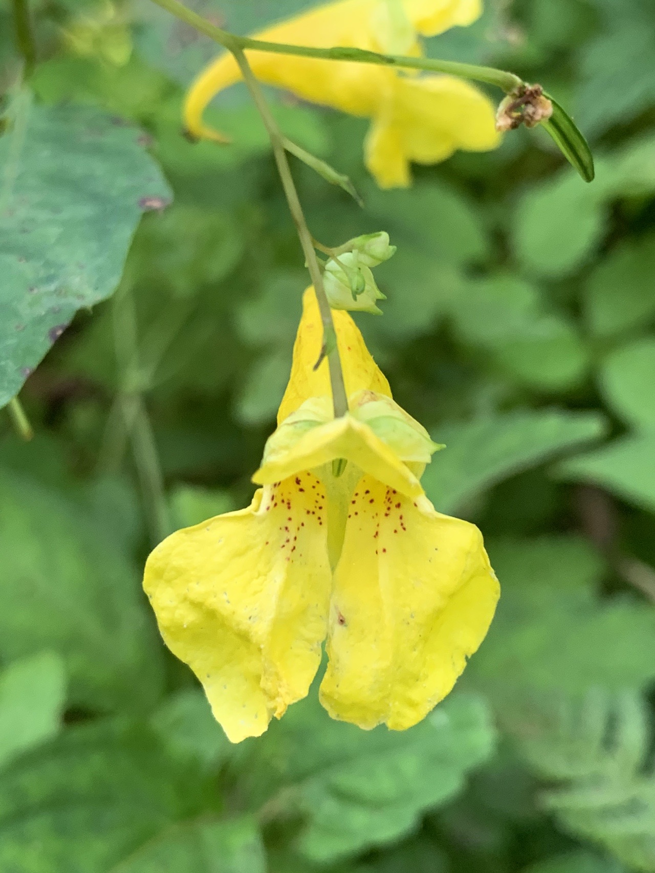 今年３度目の皿ヶ嶺 桐一葉さんの皿ヶ嶺 梅ヶ谷山 うなめごの活動日記 Yamap ヤマップ