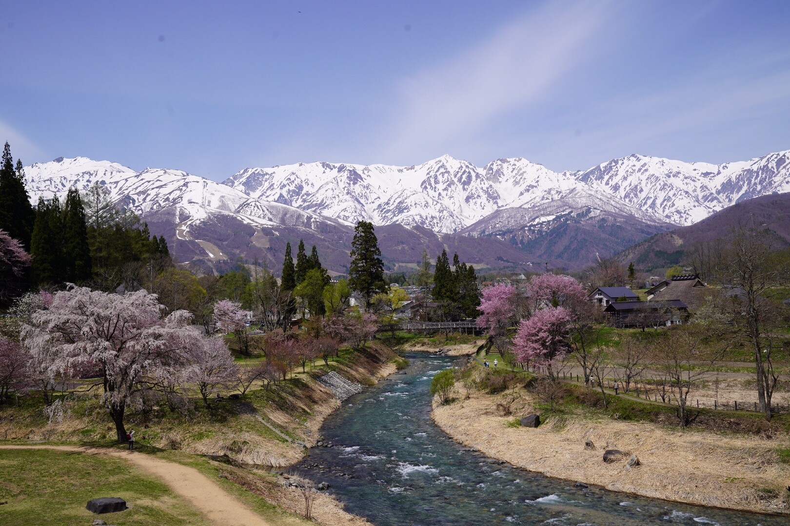 白馬•大出公園 春すべて満載 山🏔雪渓、川🌸桜、新緑🌱花 白馬村 長野