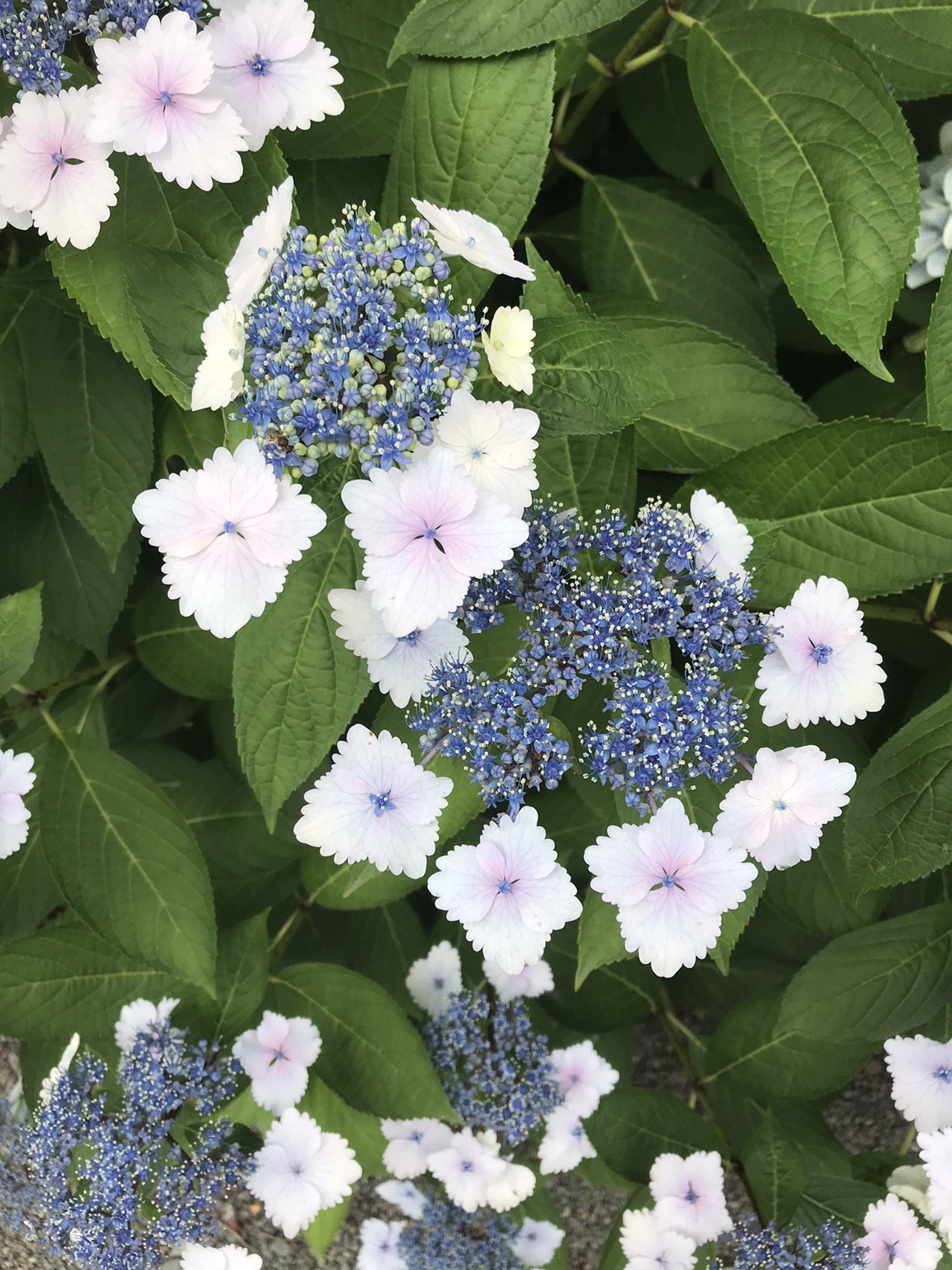 梅雨の合間に初見のキノコの女王 と ラン 見っけ はっぴいえんどさんの湯川山 城山 孔大寺山の活動日記 Yamap ヤマップ