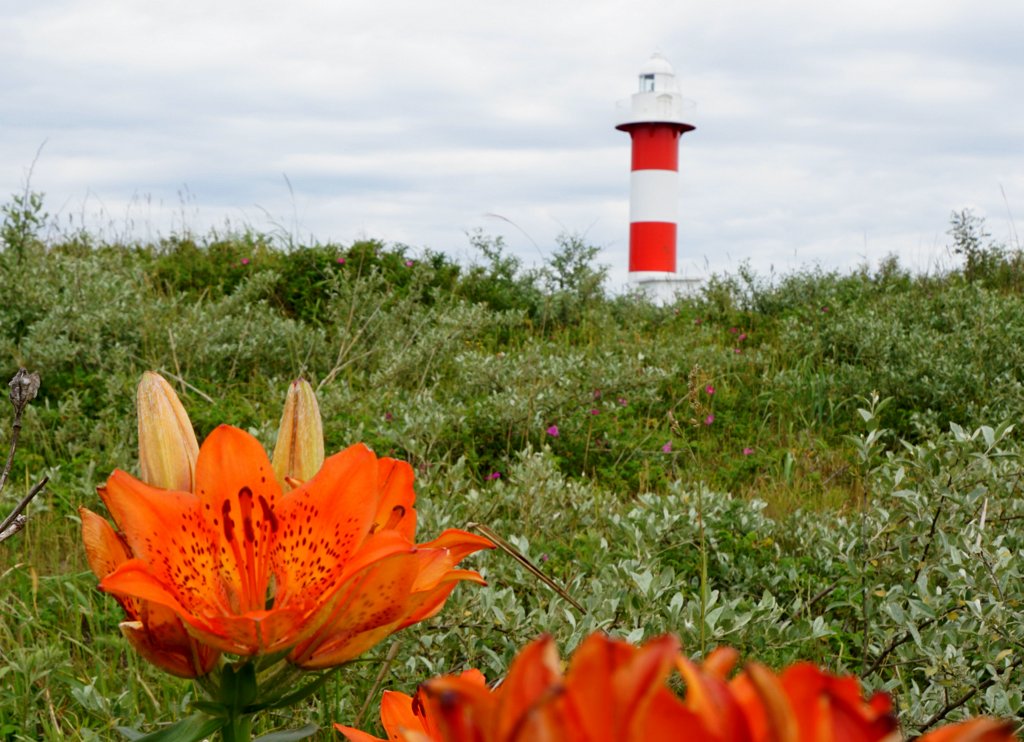 石狩はまなすの丘でバードウォッチング Isaさんの札幌市の活動日記 Yamap ヤマップ