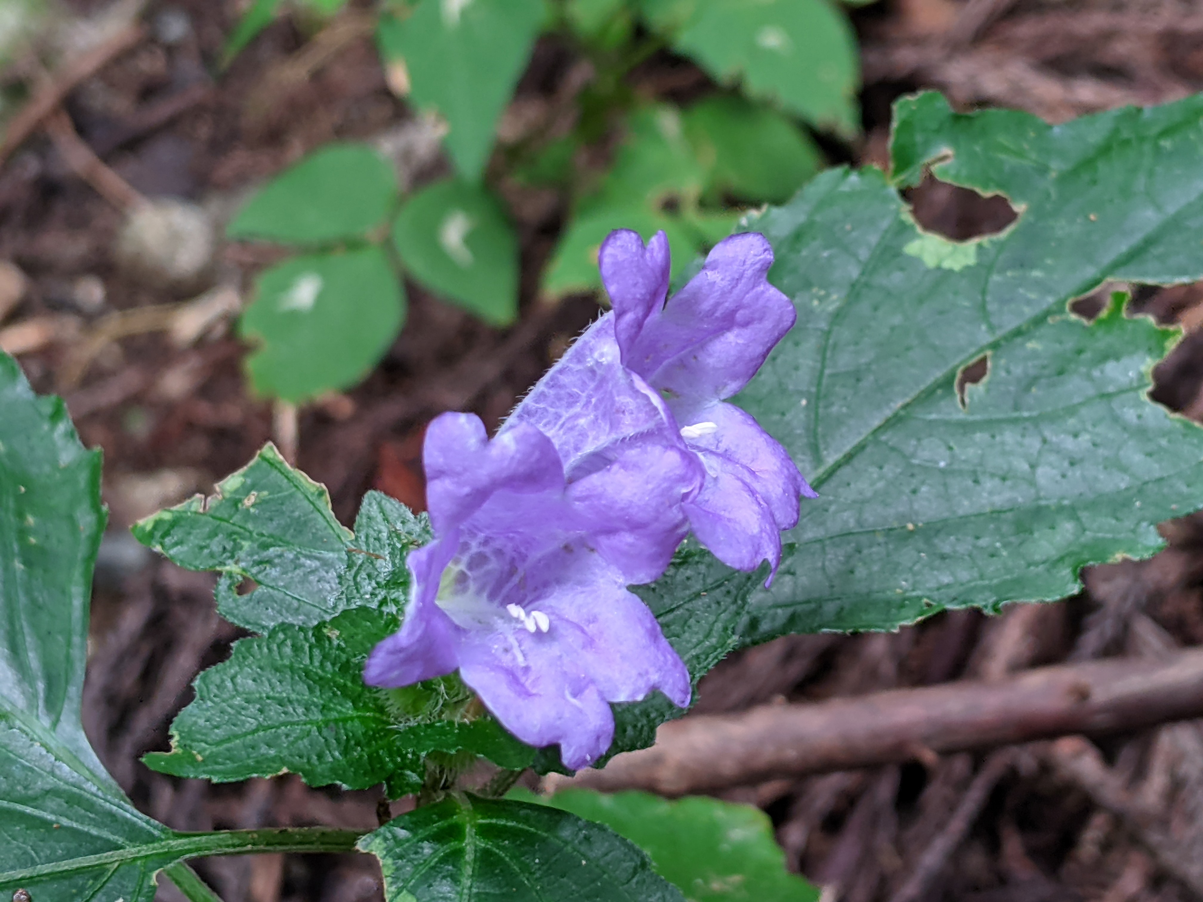 秋を求めて 基山散策 Gyuさんの天拝山 基山の活動日記 Yamap ヤマップ