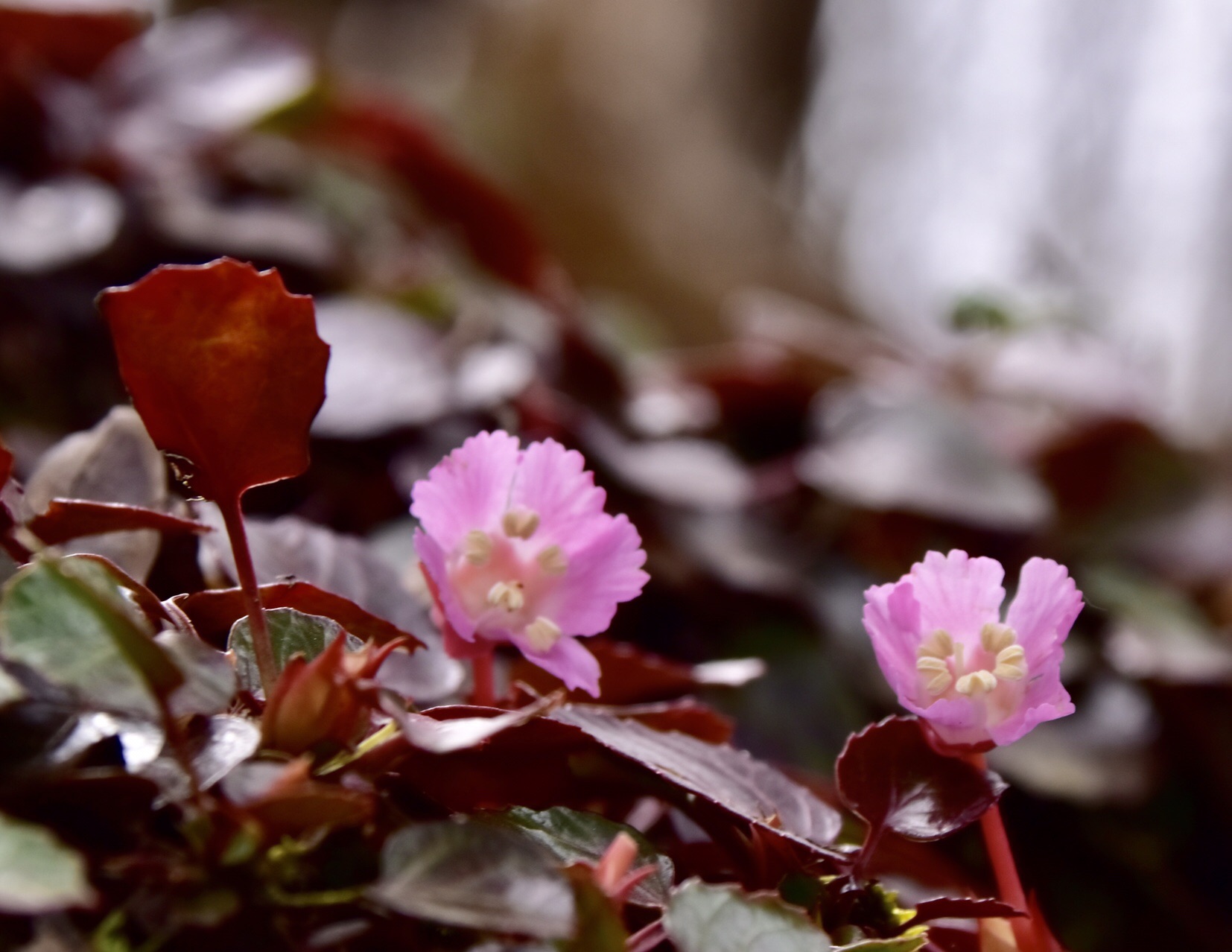 イワウチワ 咲き誇る峰床山 うえっちさんの峰床山 鎌倉山の活動データ Yamap ヤマップ