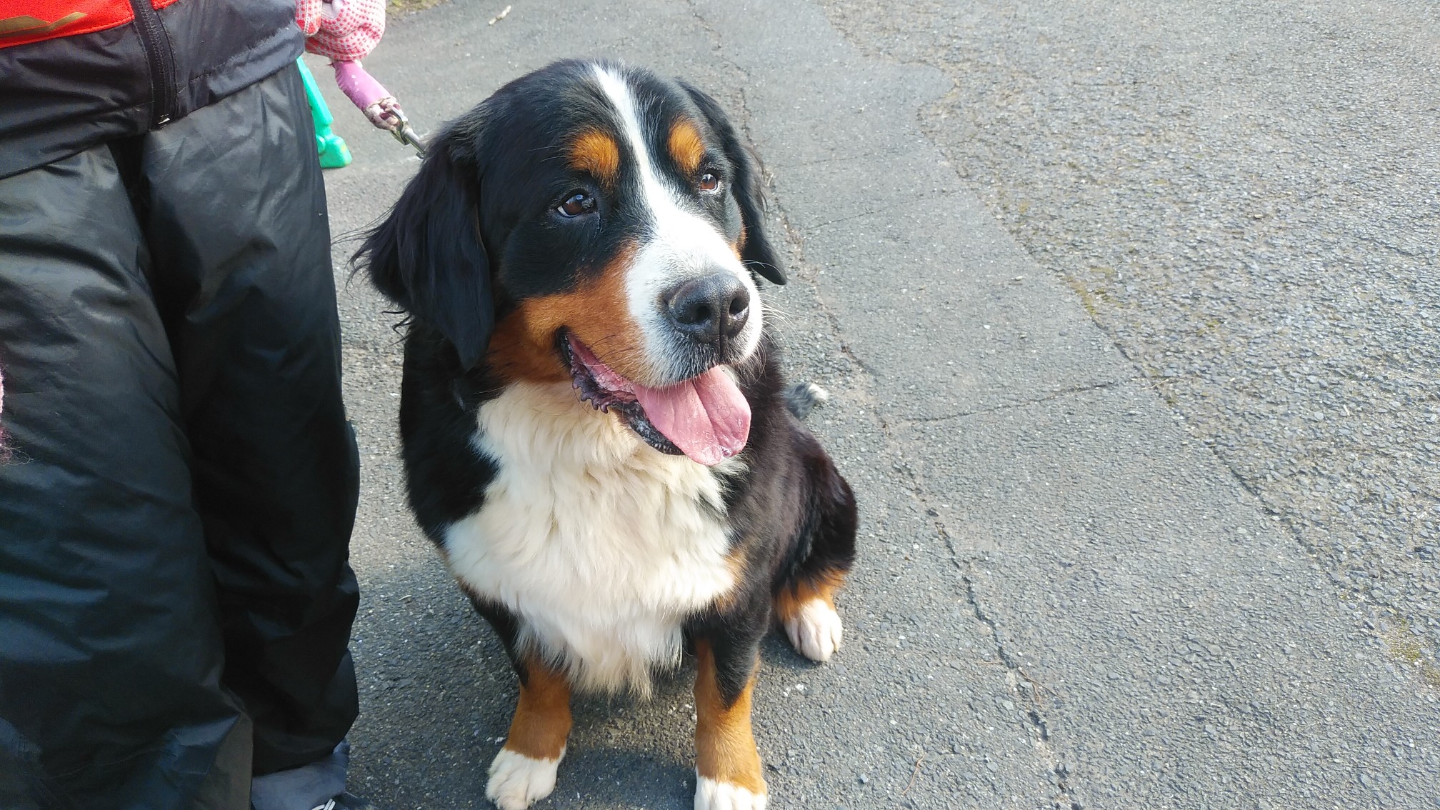 バーニーズ マウンテン ドッグ 二頭に とんぼさんの皿倉山 花尾山 帆柱山の活動データ Yamap ヤマップ