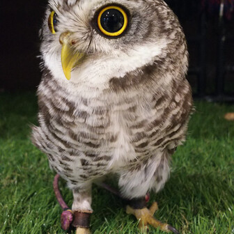 みっきぃしーよ