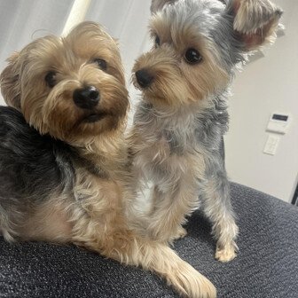 コーヒーはブラック