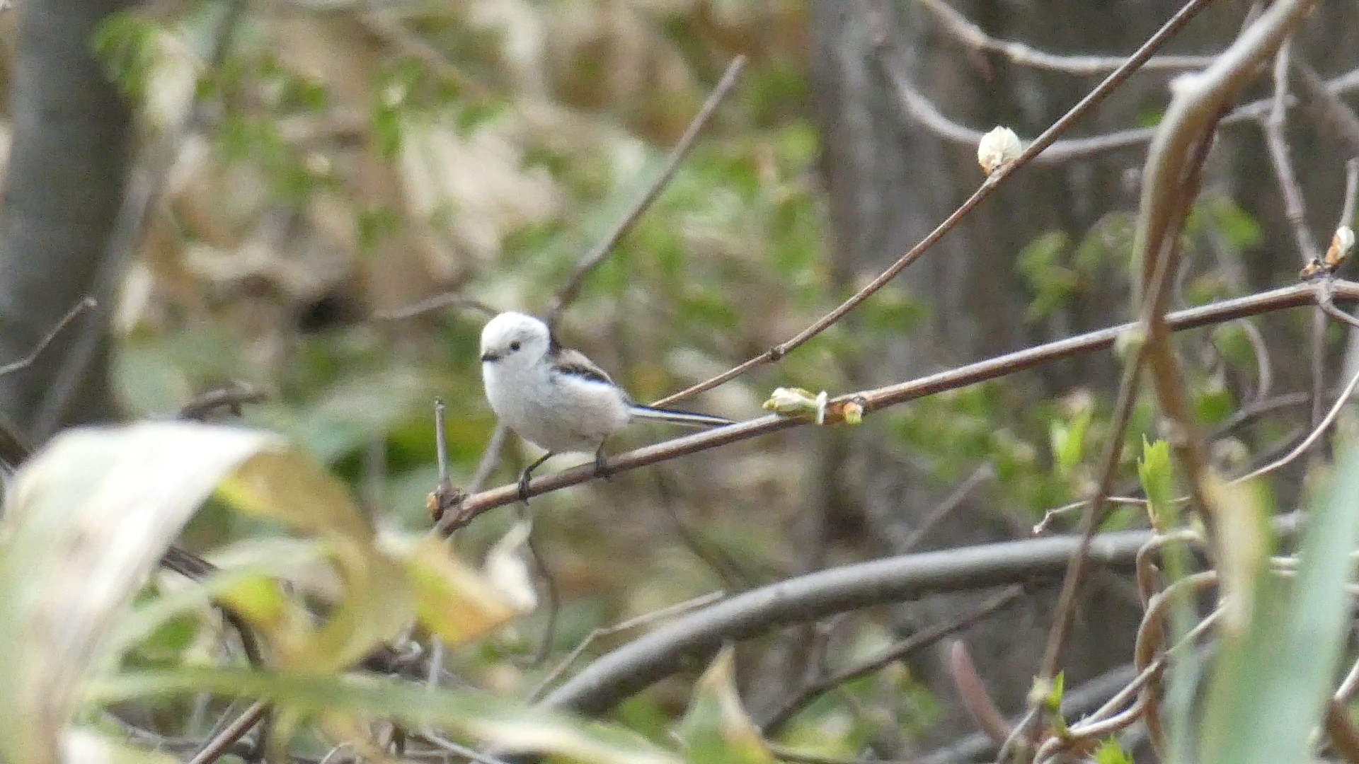 西岡公園梅林とシマエナガ Chibitaさんの札幌市の活動データ Yamap ヤマップ