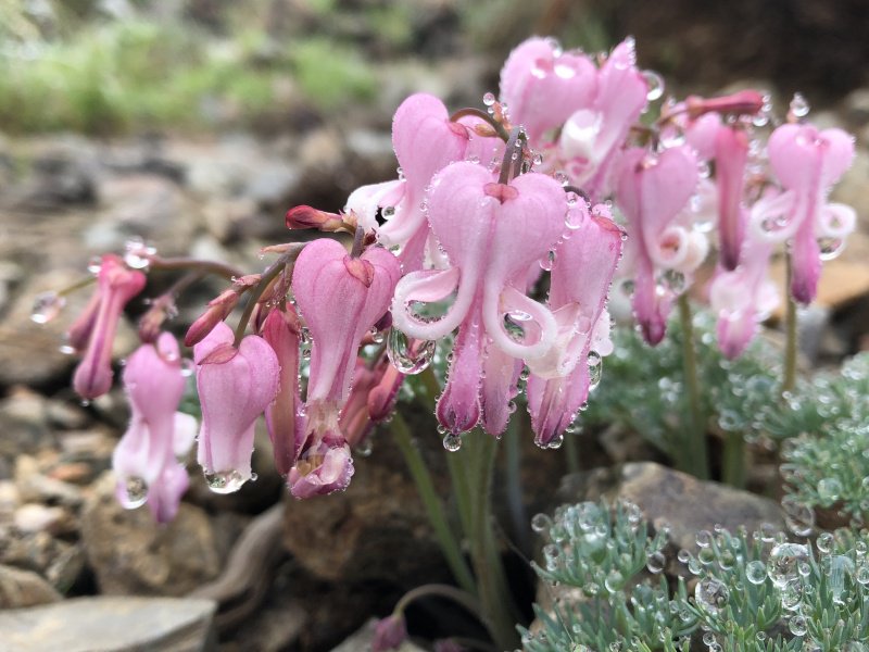 白馬岳 小蓮華山 白馬乗鞍岳 花登山 Wildyukkyさんの白馬岳 小蓮華山の活動データ Yamap ヤマップ