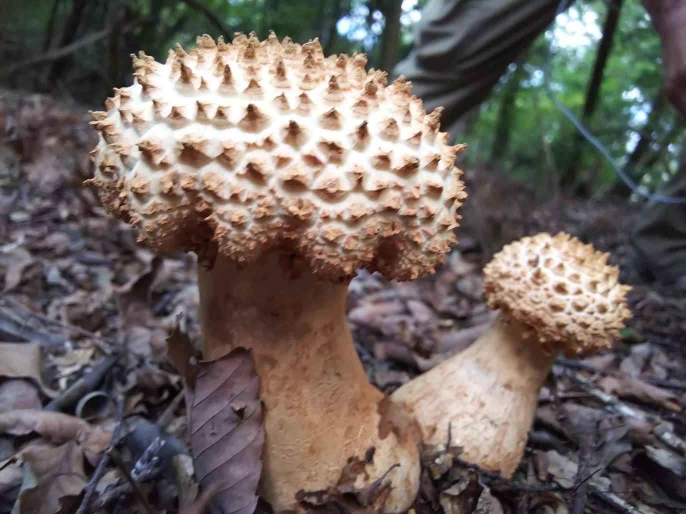きのこ いっぱい 大文字山 諸羽山 縦走e ﾉﾟdﾟ ﾉ ナオさんの大文字山 如意ヶ嶽 稲荷山の活動日記 Yamap ヤマップ