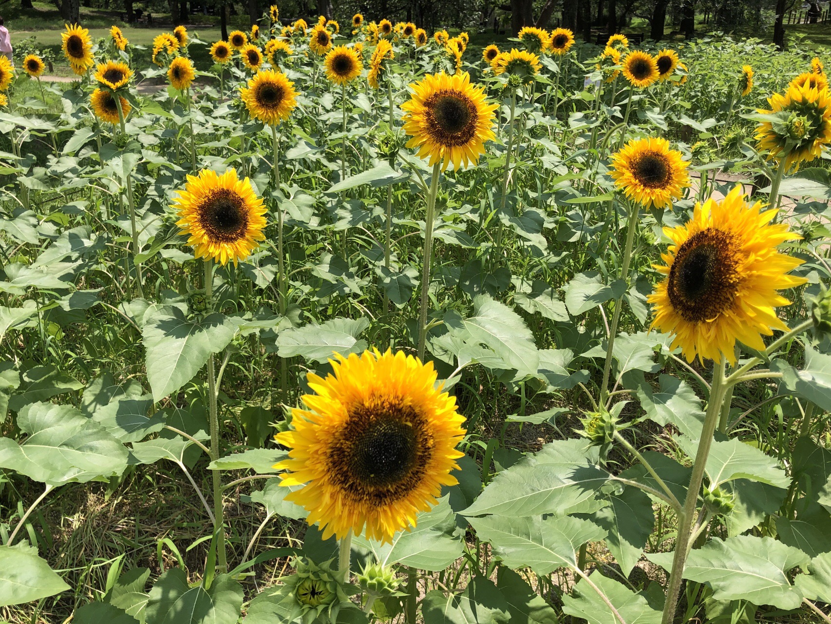 ノルディックウォーク In 万博記念公園 ひまわりフェスタ ヨシさんの竜王山 茨木市 阿武山の活動日記 Yamap ヤマップ