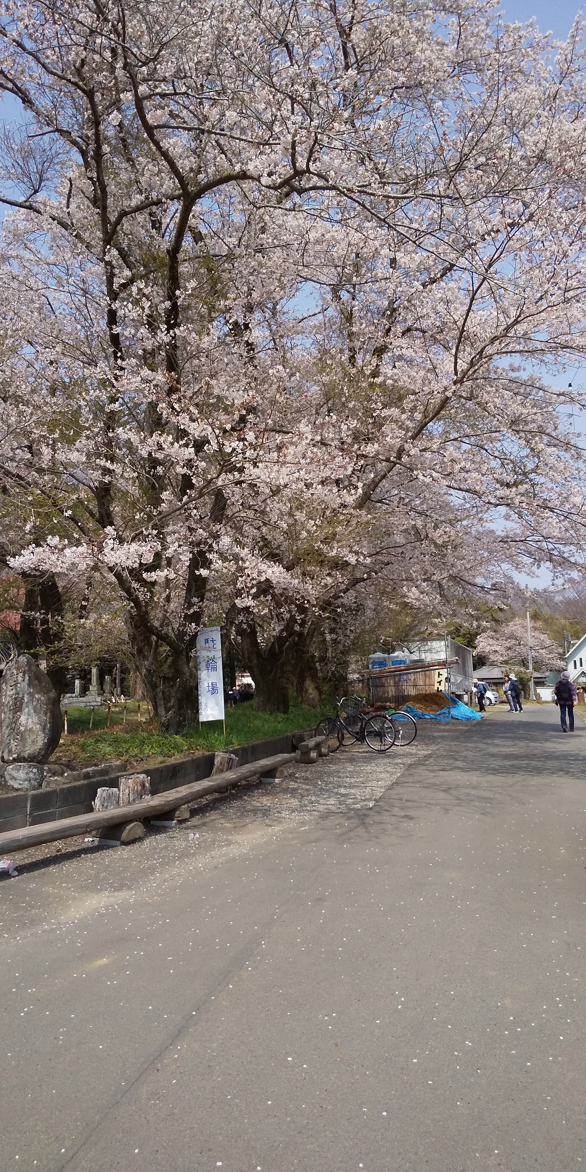 飯山白山森林公園の桜 と山ランチ 神奈川県 19 04 07 マモくんさんの大山の活動日記 Yamap ヤマップ