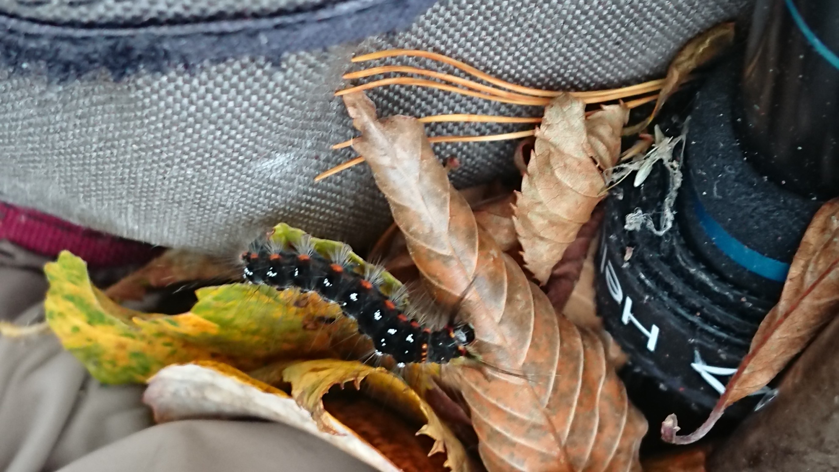 木六山・銀次郎山 何者⤴️チャドクガ？