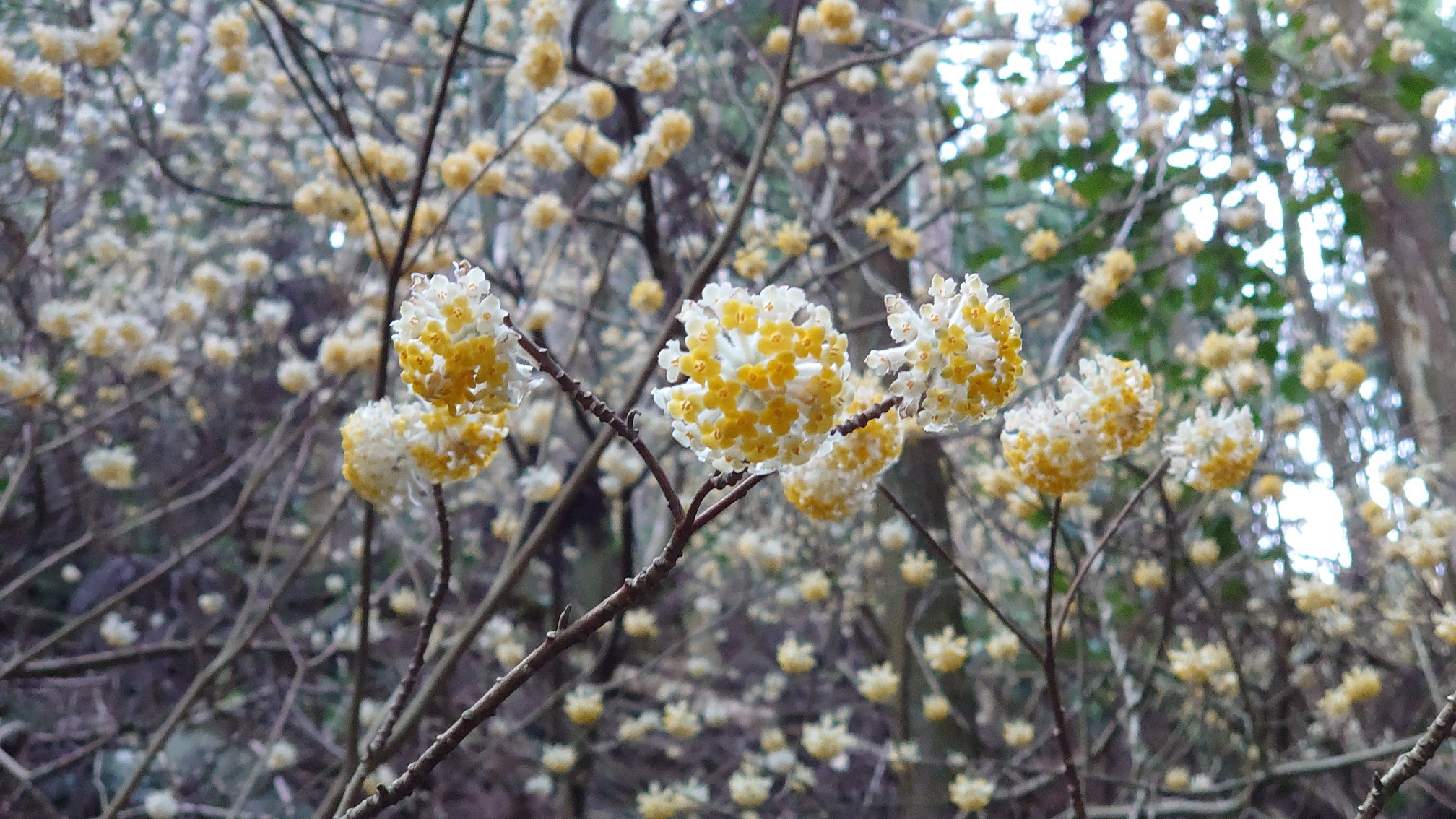 ミツマタの花を見に Ssさんの犬鳴山 西山 鮎坂山 の活動データ Yamap ヤマップ