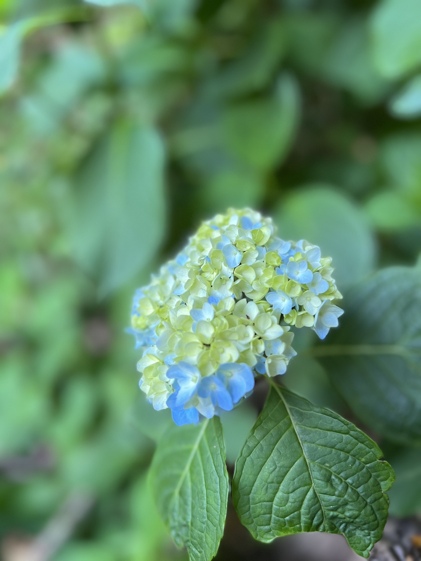 山紫陽花の様子を伺いに登って いつもの景色にまた癒されて 風頭 風師山 風頭 Makiさんの風師山の活動データ Yamap ヤマップ