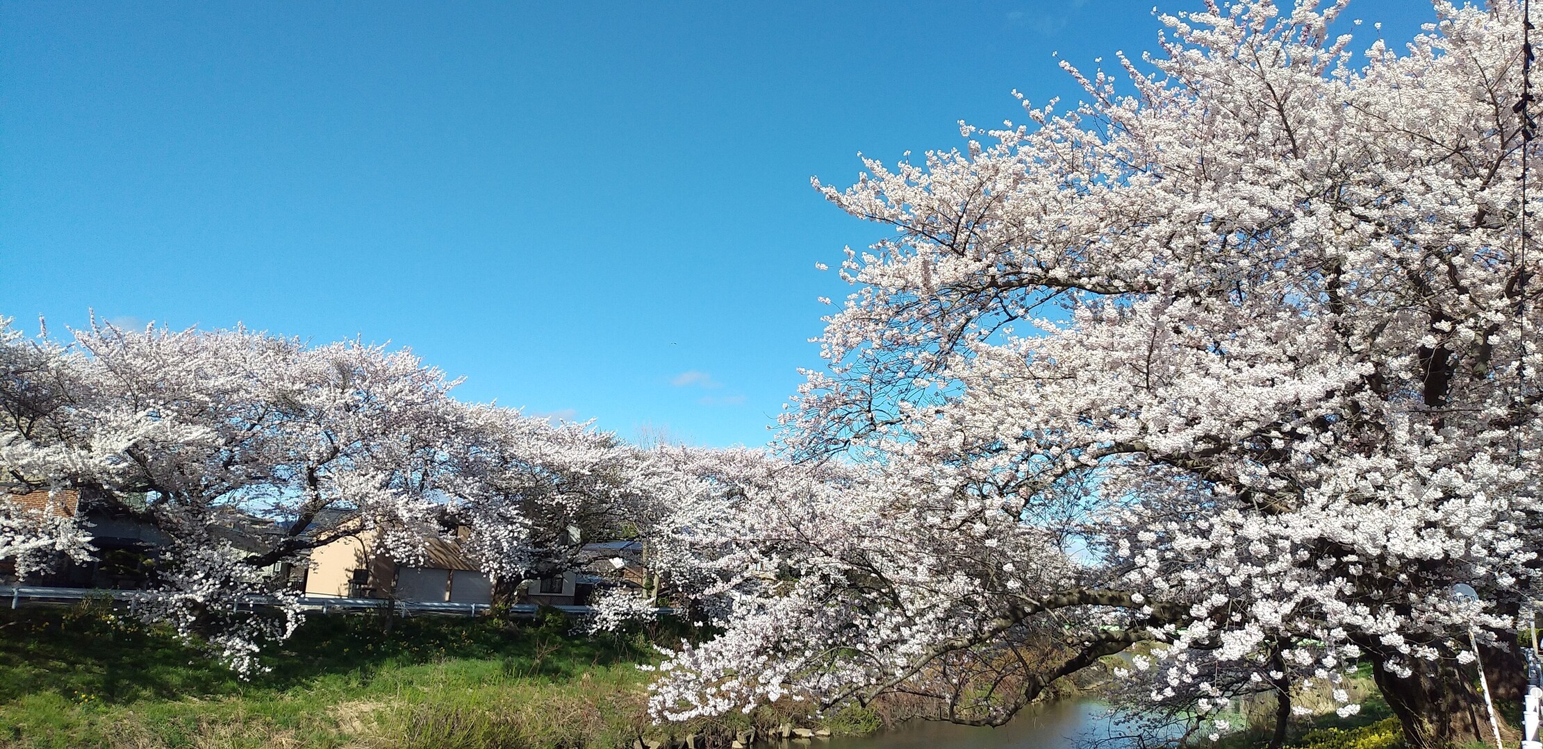 next cheer's blog:太平川の桜満開