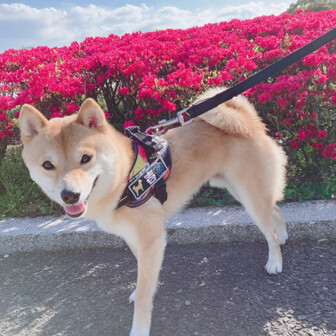 薩摩のページ YAMAP / ヤマップ