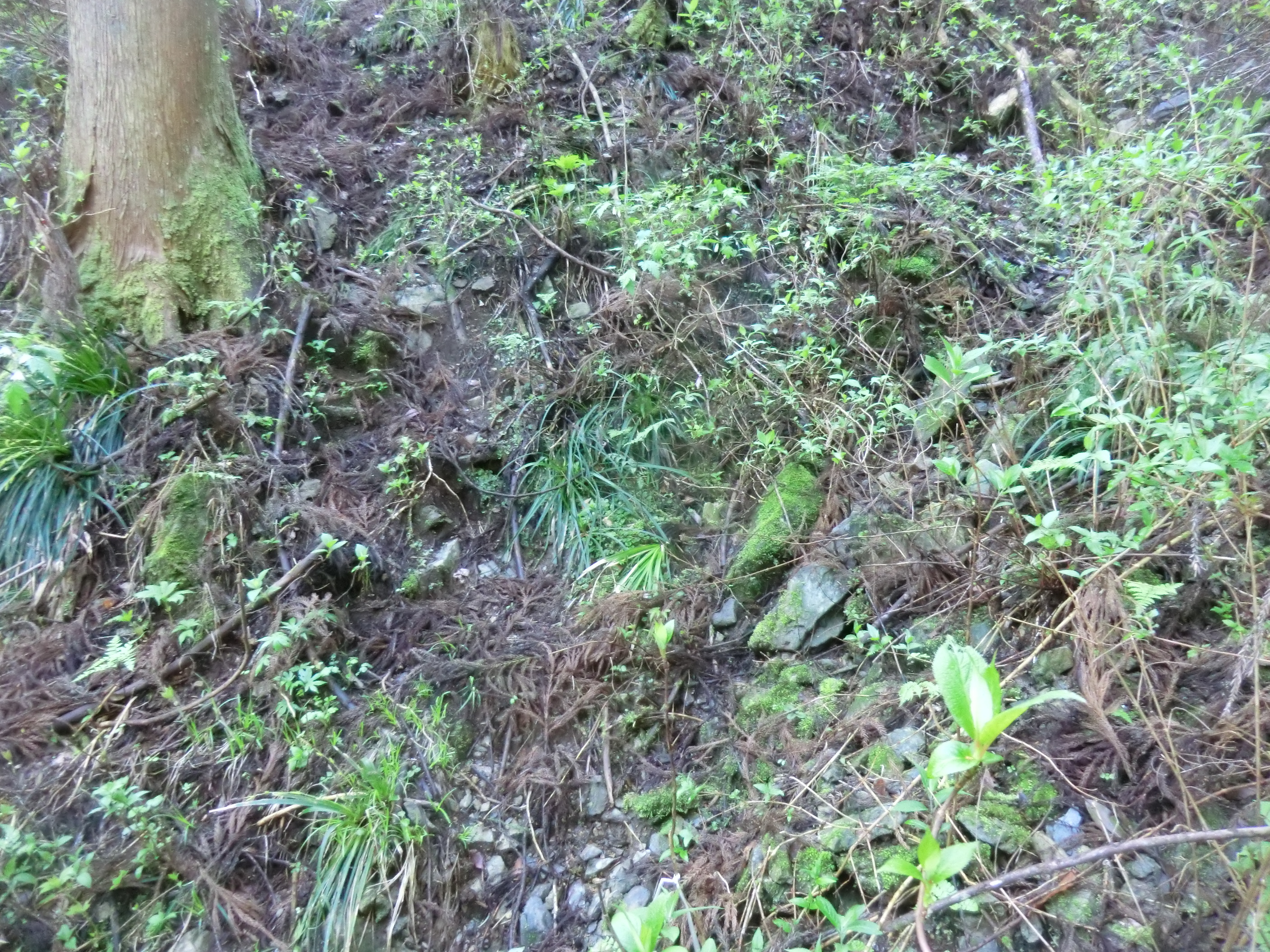 熊倉沢林道 熊倉山北尾根 長尾尾根 落合橋周回 Hayakunさんのハセツネcup 日本山岳耐久レース 71 5kmコース の活動日記 Yamap ヤマップ