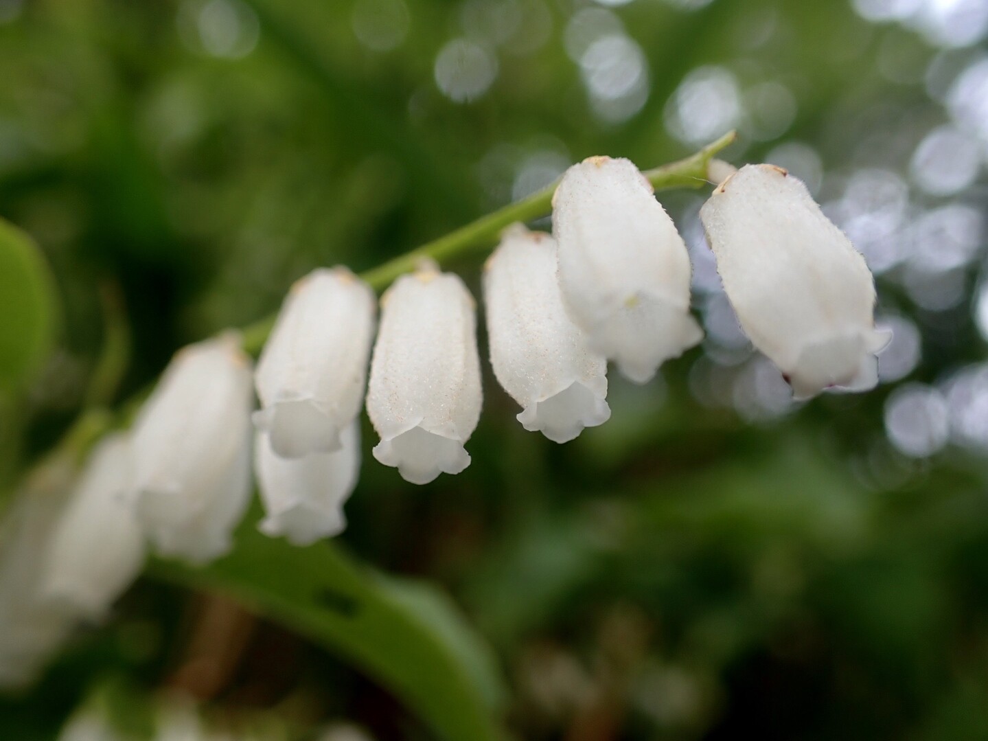 ネジキと虫と花 八丈岩山 きみちゃんさんの八丈岩山の活動日記 Yamap ヤマップ