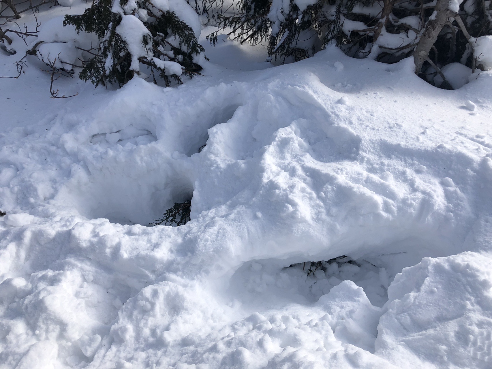 んーやっぱ無理 南雁戸山 Bwさんの蔵王山 雁戸山 不忘山の活動日記 Yamap ヤマップ