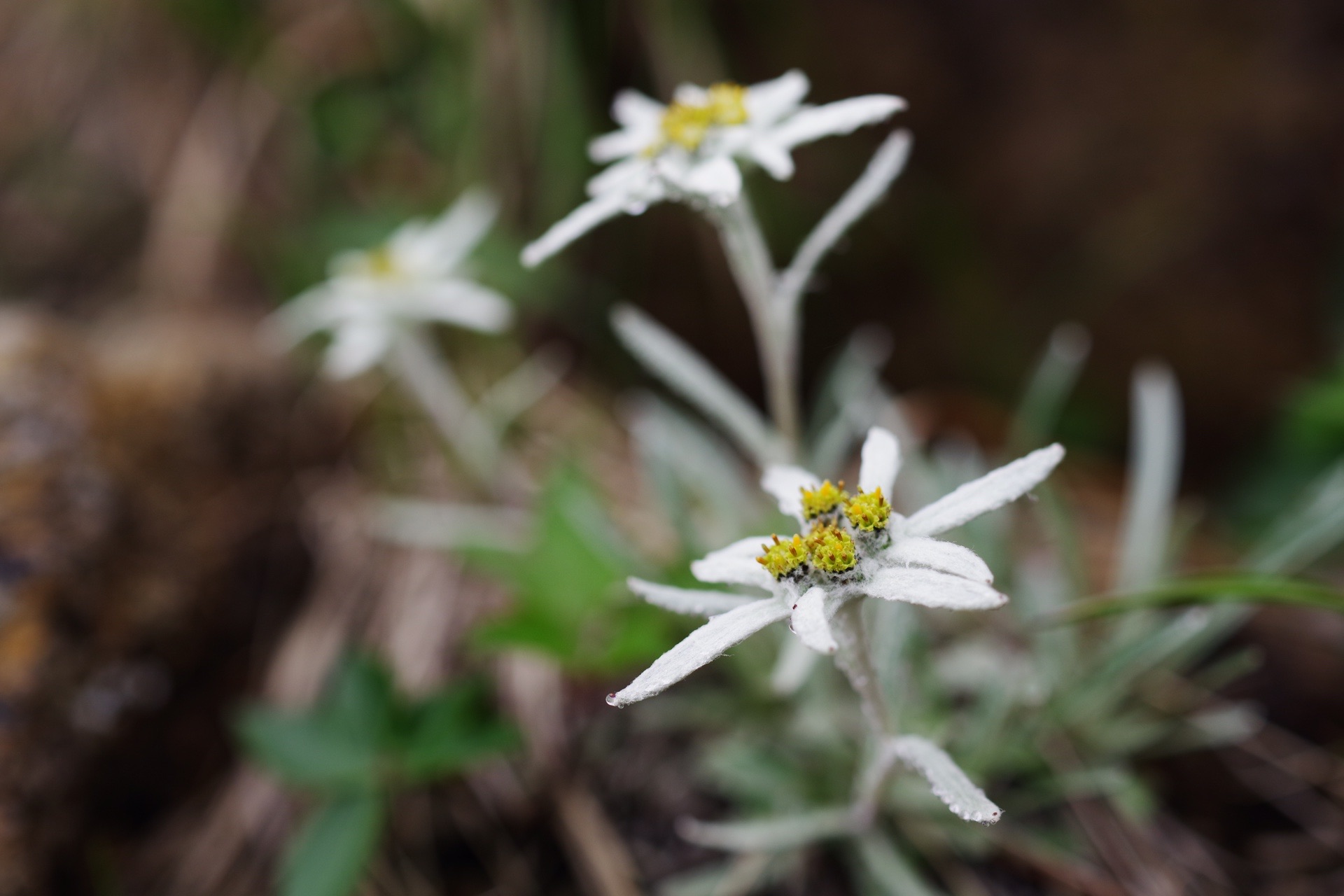 西黒尾根のエーデルワイス 谷川岳 ヌマジさんの谷川岳 七ツ小屋山 大源太山の活動データ Yamap ヤマップ