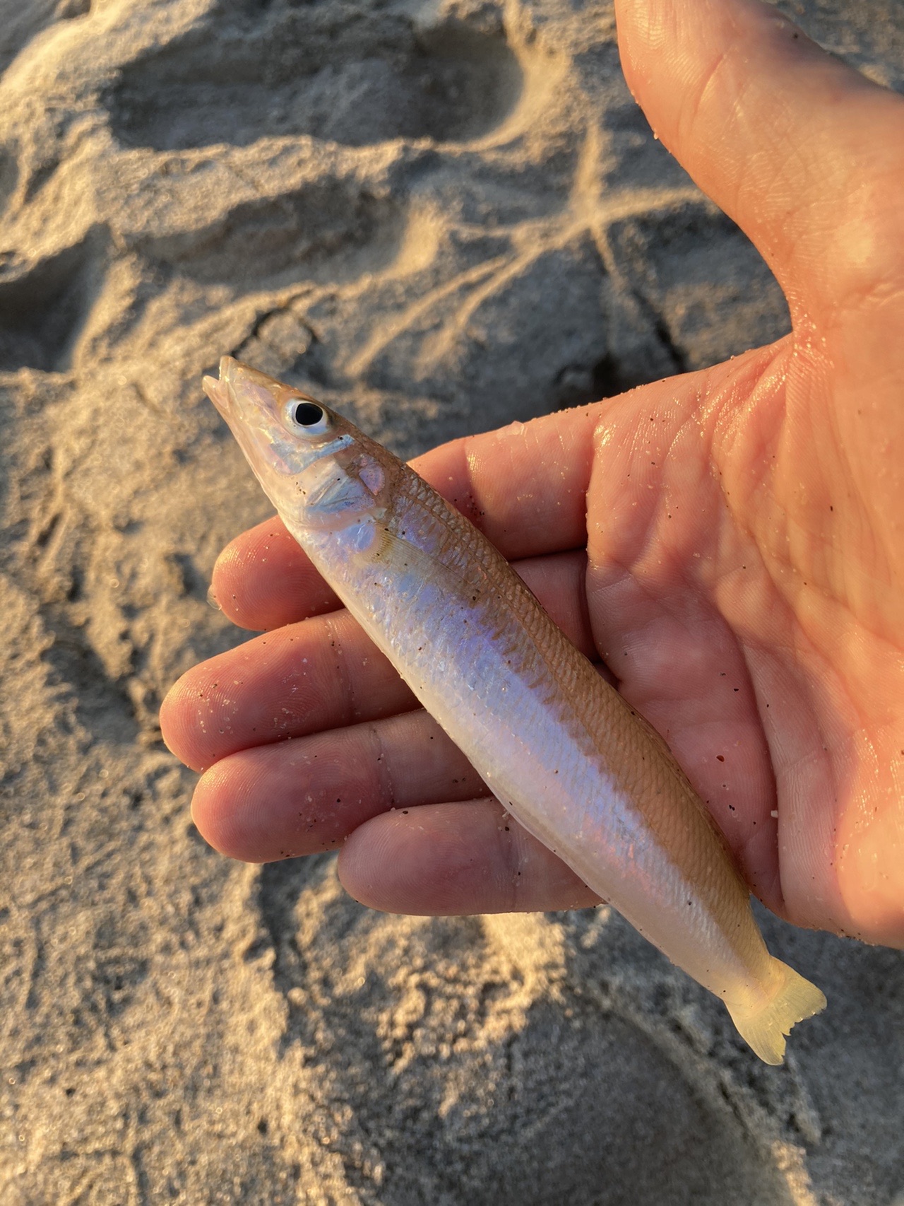 釣りップ 鳥取県境港市 キス釣り こなっちゃんさんの観光の活動日記 Yamap ヤマップ