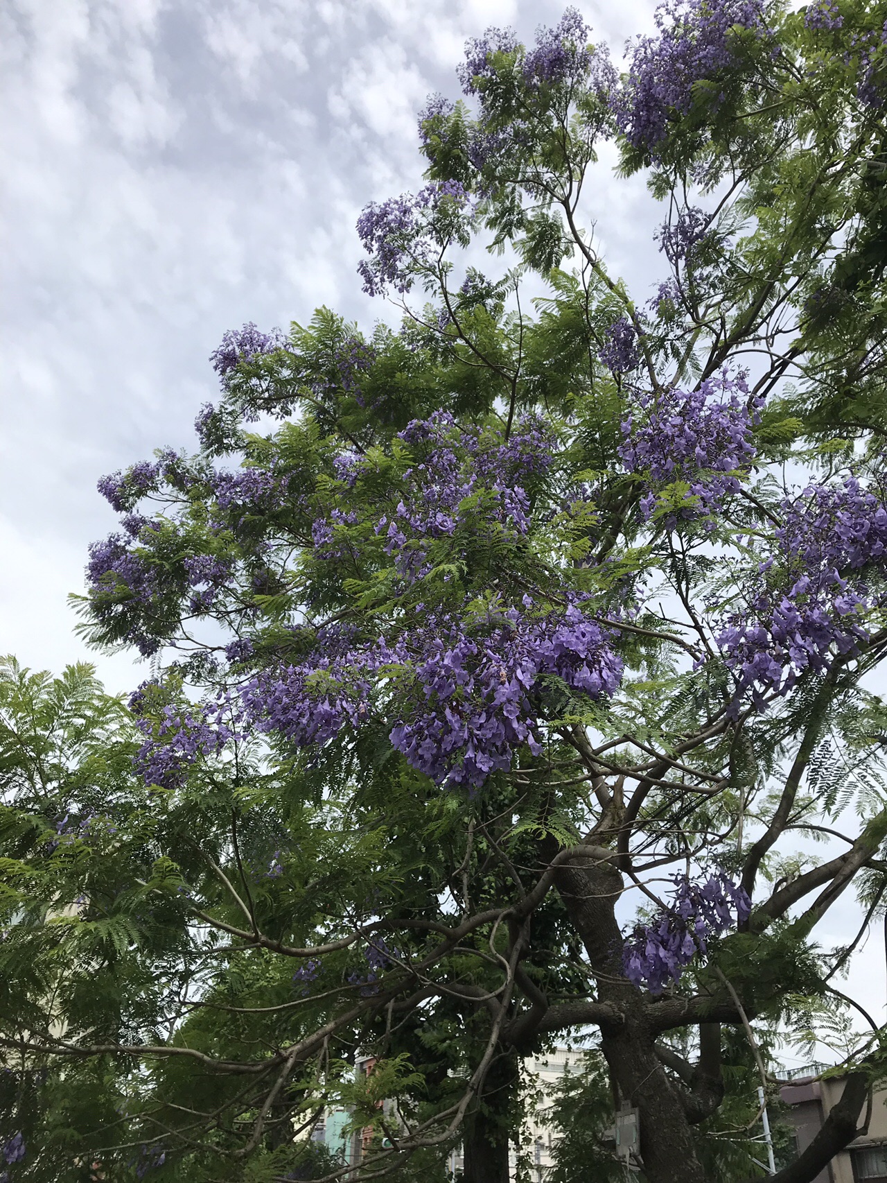蒲田のジャカランダ ずおずおむさんの東京都23区 西エリアの活動日記 Yamap ヤマップ
