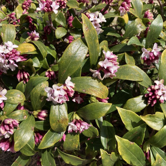 小牧山 沈丁花
甘い香りが漂ってます。