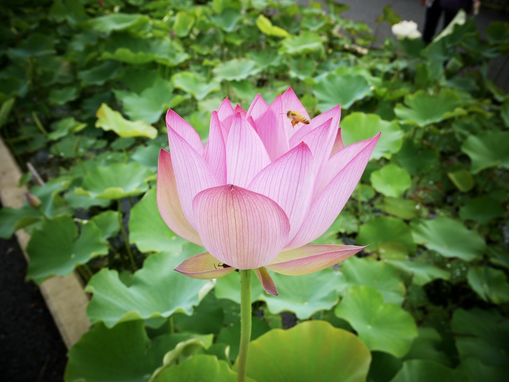 梅雨の晴れ間に水郷佐原あやめパークでハス鑑賞 三人息子のママさんのウォーキングの活動日記 Yamap ヤマップ